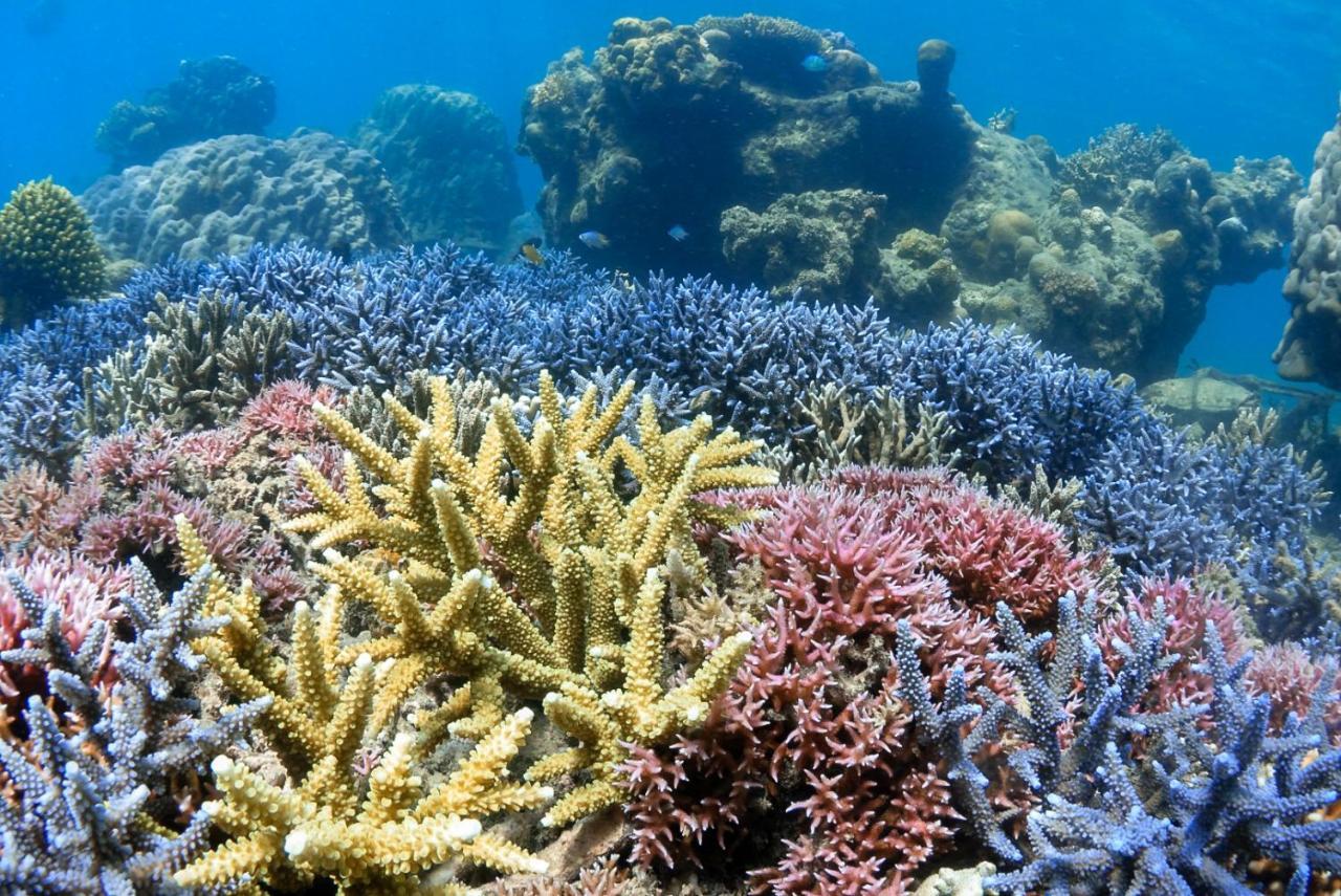 Alam Karang Hotel Gili Gede Buitenkant foto
